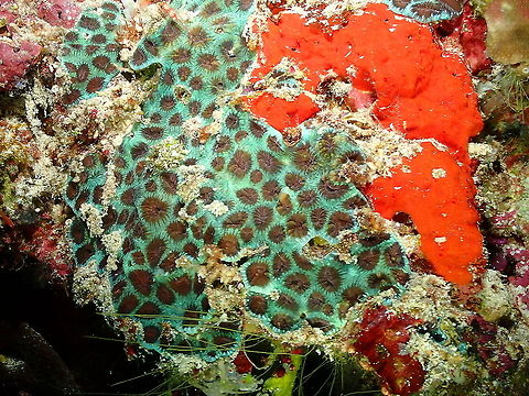 Stony coral next to red encrusting sponge Parsi Tidori, Weda, Halmahera. Fall,Geotagged,Indonesia
