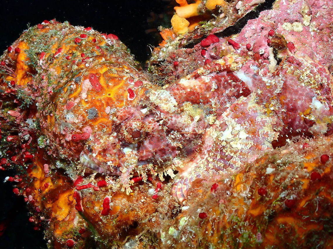 Papuan Scorpionfish -Scorpaenopsis papuensis This is one of &quot;find the fish&quot; pictures as the fish mimetized so well with its environment!<br />
The ID is tentative as it could also be S. oxycephala.<br />
Parsi Tidori, Weda, Halmahera. Fall,Geotagged,Indonesia,Papuan scorpionfish,Scorpaenopsis papuensis