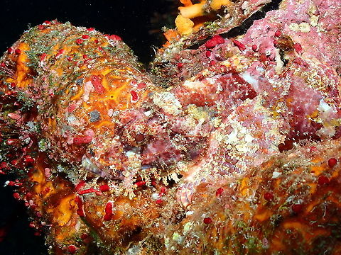 Papuan Scorpionfish -Scorpaenopsis papuensis This is one of "find the fish" pictures as the fish mimetized so well with its environment!
The ID is tentative as it could also be S. oxycephala.
Parsi Tidori, Weda, Halmahera. Fall,Geotagged,Indonesia,Papuan scorpionfish,Scorpaenopsis papuensis