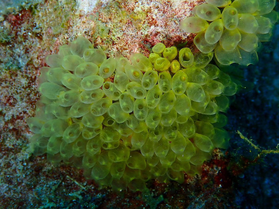 Perophora modificata  Fall,Geotagged,Indonesia,Perophora modificata