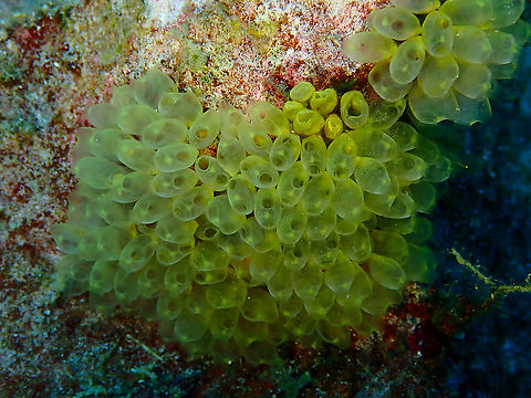 Perophora modificata  Fall,Geotagged,Indonesia,Perophora modificata