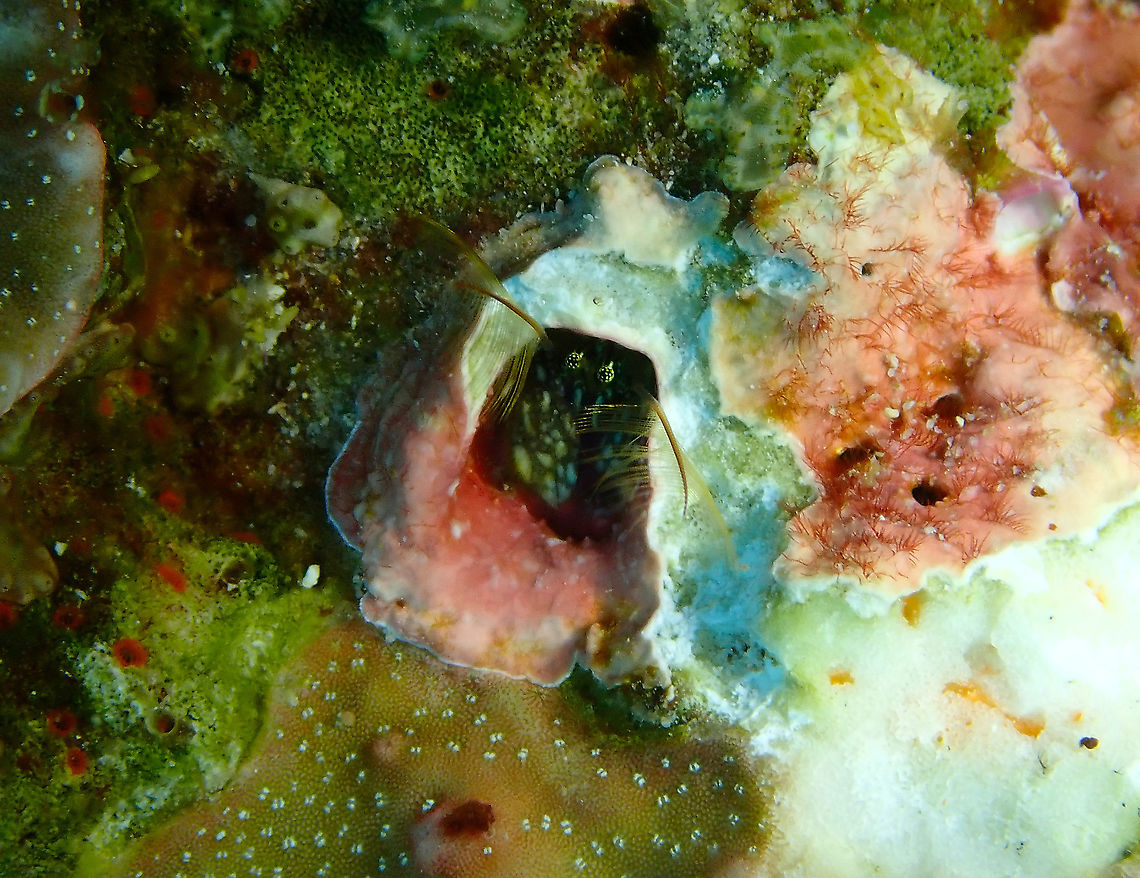Paguritta_harmsi_1c Little hermit crabs inhabiting the tubes made by Xmas trees in hard coral.<br />
1 cm or less. <br />
Parsi Tidori, Weda, Halmahera. Fall,Geotagged,Indonesia,Paguritta harmsi,Right Handed Coral Hermit Crab