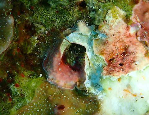 Paguritta_harmsi_1c Little hermit crabs inhabiting the tubes made by Xmas trees in hard coral.
1 cm or less. 
Parsi Tidori, Weda, Halmahera. Fall,Geotagged,Indonesia,Paguritta harmsi,Right Handed Coral Hermit Crab