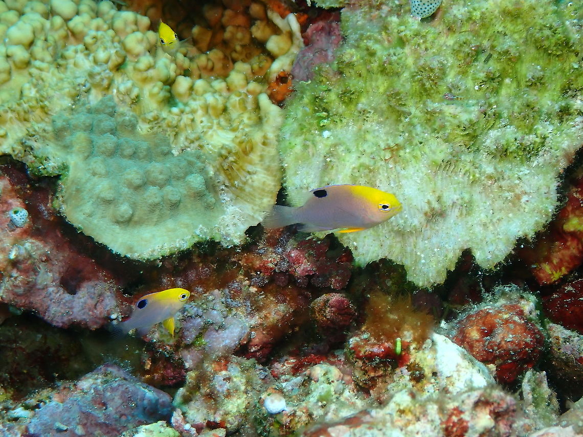 Talbots Damsel - Chrysiptera talboti Parsi Tidori, Weda, Halmahera. Chrysiptera talboti,Fall,Geotagged,Indonesia