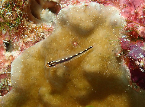 Sebrees dwarfgoby  _Eviota sebreei This one is also a possibility:
http://novataxa.blogspot.com/2016/04/eviota-punyit.html Eviota sebreei,Fall,Geotagged,Indonesia,Striped Pygmy Goby