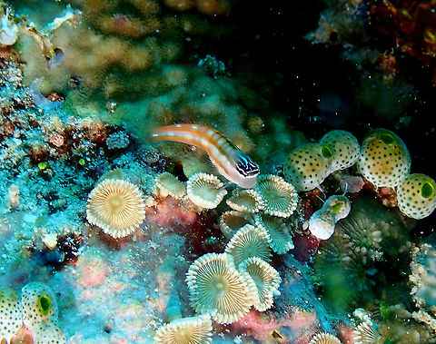 Bath's Blenny _ Ecsenius bathi (Orange-Striped variation) I am surprised to see this species has two very different colorations one gray with yellow head and 3 black body stripes. It also has the Orange-Striped variation, alternating red orange and gray stripes intersected by narrow brown bars forming rectangular windows and a pair of white stripes through the eyes (taken from book Teef Fish Identificayion by Gerald Allen, Roger Stelle, Paul Humann and Ned Deloach, page 349). Seen in Parsi Tidori, Weda, Halmahera. Clown Blenny,Ecesenius bathi,Ecsenius axelrodi,Ecsenius bathi,Fall,Geotagged,Indonesia
