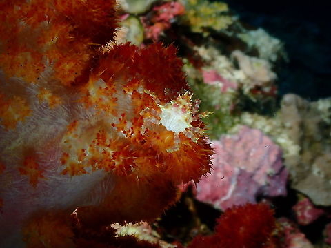 Candy Crab -Hoplophrys oatesi The sweetest crab in the reef :-)
 Candy crab,Fall,Geotagged,Hoplophrys oatesi,Indonesia