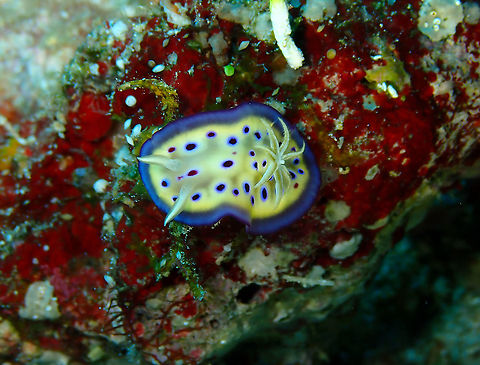 Chromodoris kuniei Slightly different coloration than what I have seen in other places. Fall,Geotagged,Goniobranchus kuniei,Indonesia