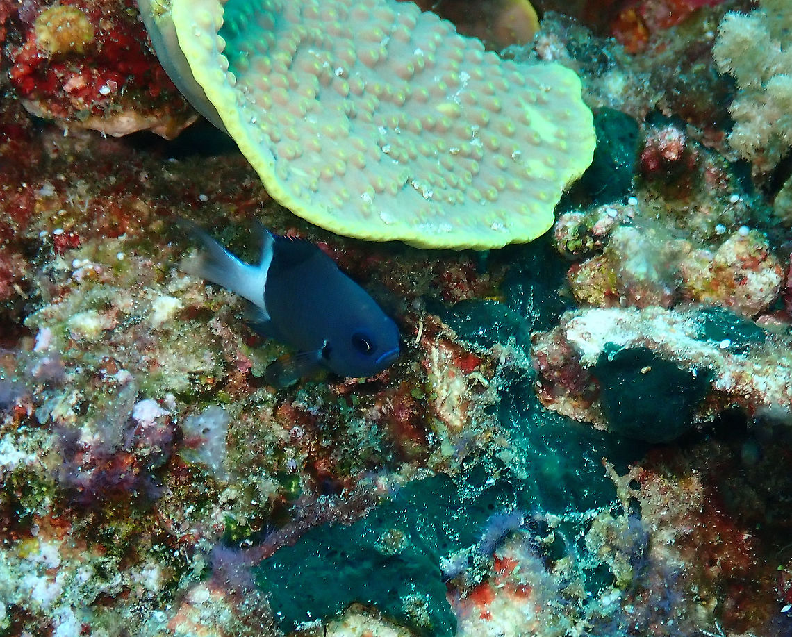 Bicolor Chromis - Chromis margaritifer This fish looks very upset! Bicolor chromis,Chromis margaritifer,Fall,Geotagged,Indonesia
