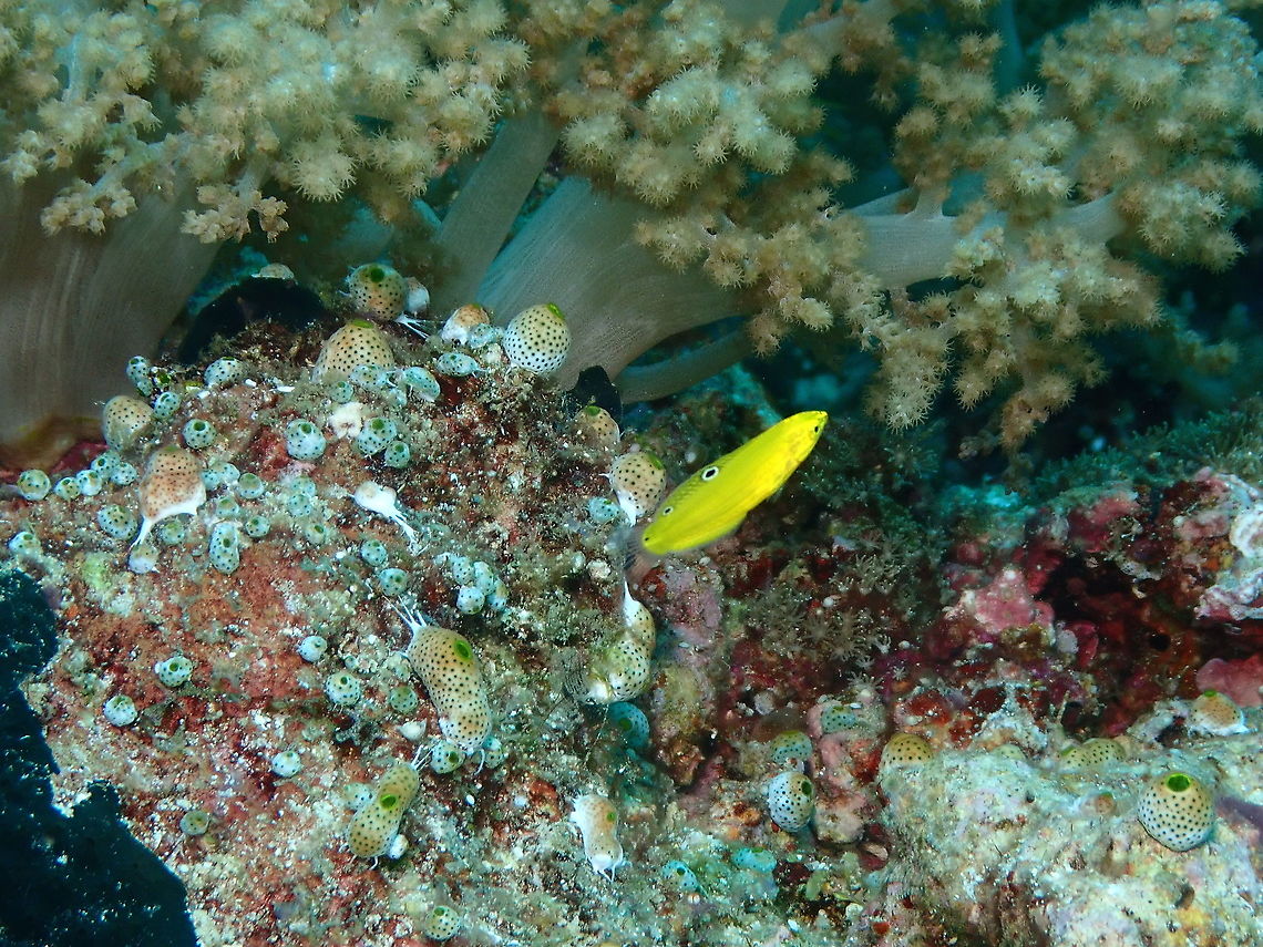 Canary Wrasse - Halichoeres chrysus Little canary of the seas, this is the juvenile phase. Canary wrasse,Fall,Geotagged,Halichoeres chrysus,Indonesia