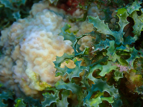 Cactus Tree Alga - Caulerpa serrulata According to Wikipedia, this seaweed is said to be edible and is used to lower blood pressure and as an antibacterial and antifungal agent in medicines. Caulerpa serrulata,Fall,Geotagged,Indonesia