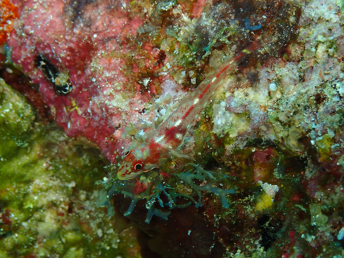 Ucla xenogrammus These are a bit tough to tell apart.. Fall,Geotagged,Indonesia,Largemouth triplefin,Ucla xenogrammus