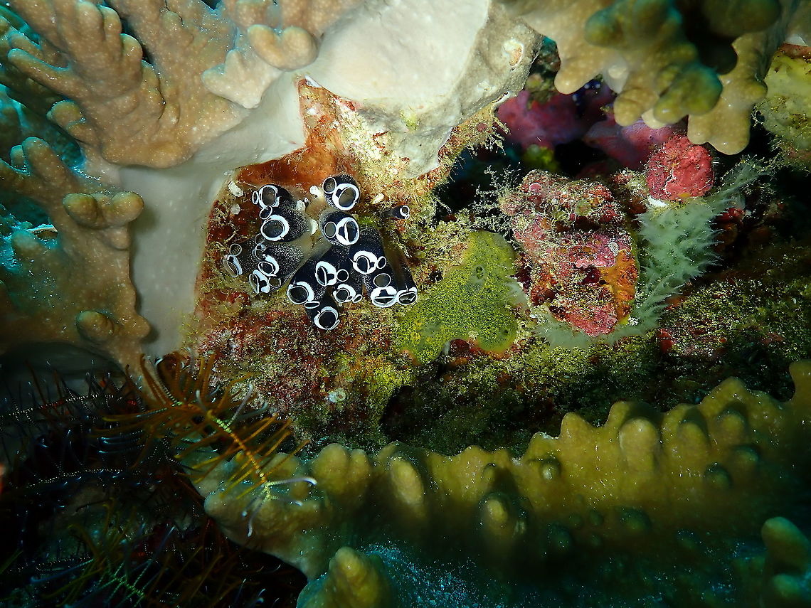 Clavelina robusta A little patch of Clavelinas in the coral reef. I saw in some sites they call these &#039;cat eyes&#039;. Clavelina robusta,Fall,Geotagged,Indonesia