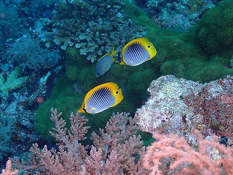Spot-Tail Butterflyfish- Chaetodon ocellicaudus A happy couple cruising by, with some rabbitfish in the background. Chaetodon ocellicaudus,Fall,Geotagged,Indonesia,Spot-tailed Butterflyfish