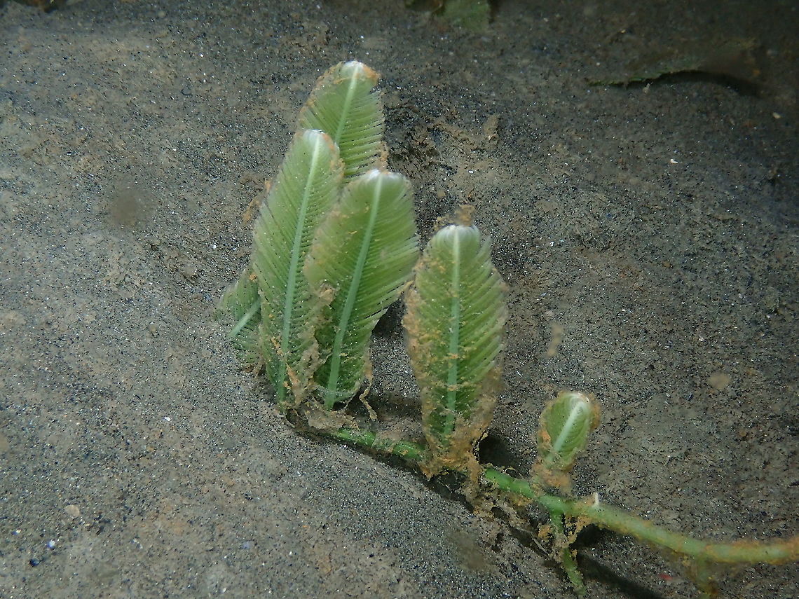 Caulerpa taxifolia Pretty but can be invasive. They are nice because they serve to little critters to be able to hang on something in sandy bottoms witha bit of current. Caulerpa taxifolia,Fall,Geotagged,Indonesia