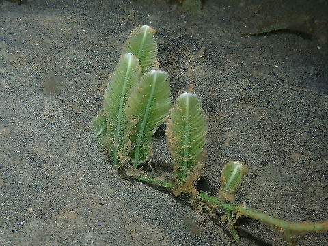 Caulerpa taxifolia Pretty but can be invasive. They are nice because they serve to little critters to be able to hang on something in sandy bottoms witha bit of current. Caulerpa taxifolia,Fall,Geotagged,Indonesia