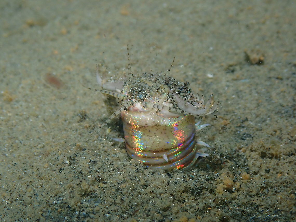 Bobbit Worm - Eunice aphroditois This was a &quot; Finally!...&quot; encounter. Eunice aphroditois,Fall,Geotagged,Indonesia