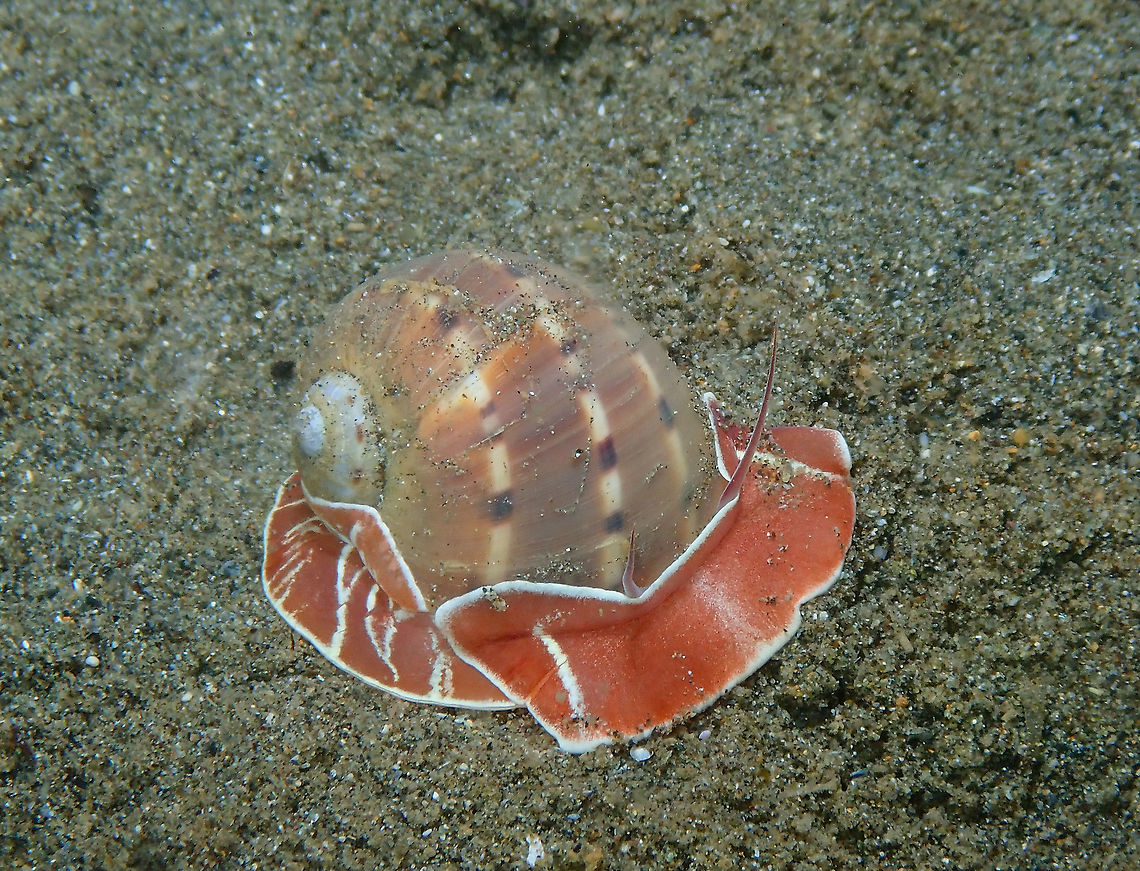 Butterfly Moon Snail - Naticarius alapapilionis It likes to bury itself in sand so we could only see it out for a few seconds. Fall,Geotagged,Indonesia,Naticarius alapapilionis