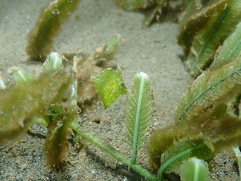Diamond Leatherjacket - Rudarius excelsus One of the tiny beauties that likes to hang around the Caulerpa taxifolia and it mimetizes perfectly with the green of this alga. Diamond Filefish,Fall,Geotagged,Indonesia,Rudarius excelsus