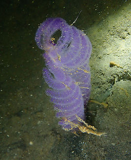 Purple Sea Pen - Virgularia gustaviana  Fall,Geotagged,Indonesia,Purple Sea Pen,Virgularia gustaviana