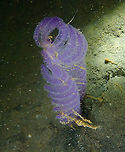 Purple Sea Pen - Virgularia gustaviana  Fall,Geotagged,Indonesia,Purple Sea Pen,Virgularia gustaviana