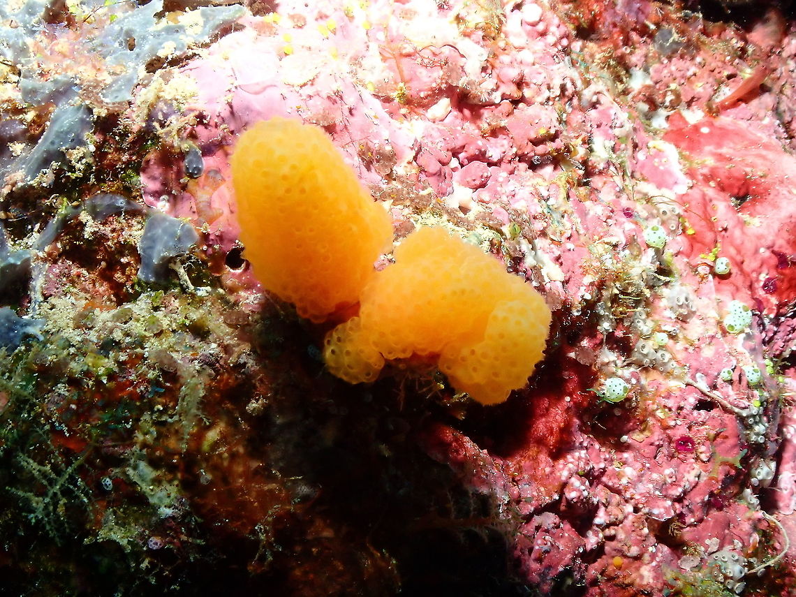 Orange Sea Sheath - Pseudodistoma megalarva Cool to find that they produce anti-cancer compounds apart from being pretty. I hope this does not cause massive harvesting, though. Fall,Geotagged,Indonesia,Orange Sea Sheath,Pseudodistoma megalarva