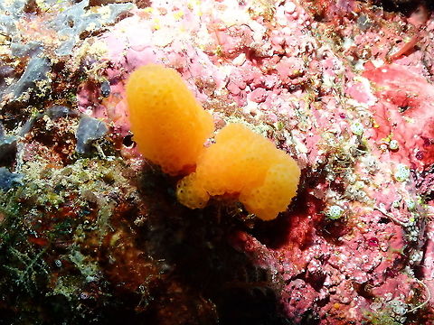 Orange Sea Sheath - Pseudodistoma megalarva Cool to find that they produce anti-cancer compounds apart from being pretty. I hope this does not cause massive harvesting, though. Fall,Geotagged,Indonesia,Orange Sea Sheath,Pseudodistoma megalarva