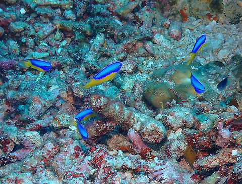 Goldbelly Damselfish - Pomacentrus auriventris To add beauty to the coral reefs we saw these bright blue and yellow fish schools :-) Fall,Geotagged,Indonesia,Pomacentrus auriventris
