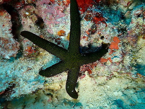 Luzon Sea Star- Echinaster luzonicus Tentative ID. In the Reef Creature Identification Tropical pacific by Paul Humann and Ned Deloach I see one green alike and the description says that the species has typically 6 arms but can have 4 to 7. Feel free to suggest alternatives. Echinaster luzonicus,Fall,Geotagged,Indonesia,Luzon sea star