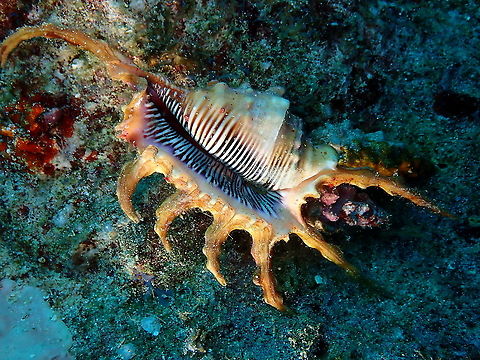 Scorpion Spider Conch - Lambis scorpius  Fall,Geotagged,Indonesia,Lambis scorpius,Scorpion Spider Conch