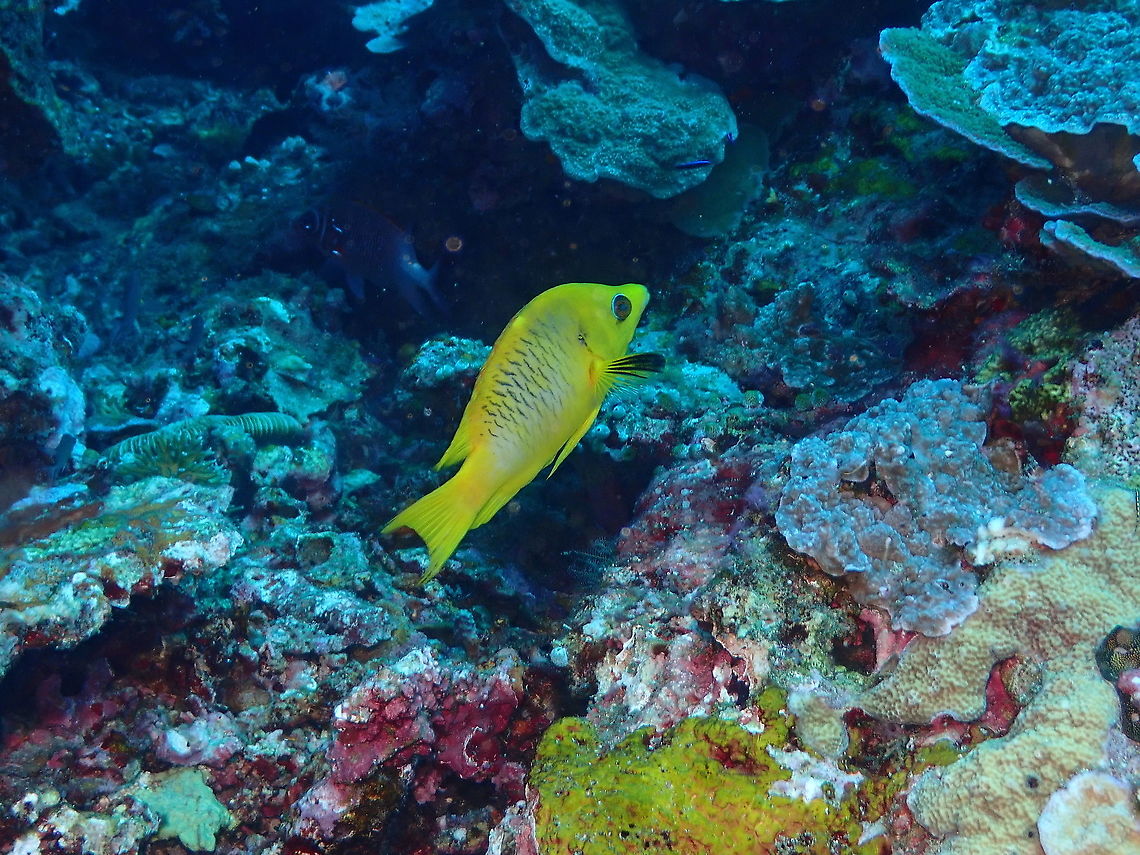 Sligjaw Wrasse -Epibulus insidiator  Epibulus insidiator,Fall,Geotagged,Indonesia,Sling-jaw wrasse
