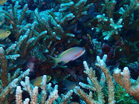 Threadfin Anthias - Anthias huchti ♂  Fall,Geotagged,Indonesia,Pseudanthias huchtii,Threadfin anthias