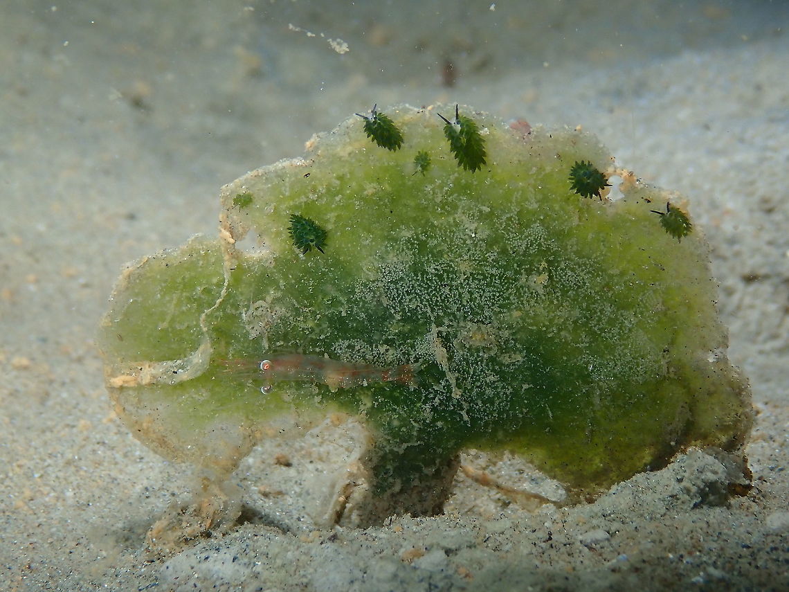 Avrainvillea erecta Avrainvillea erecta can be a nice ecosystem for Costasiella nudibranchs, their offspring and even a nice-looking night shrimp! Avrainvillea erecta,Fall,Geotagged,Indonesia