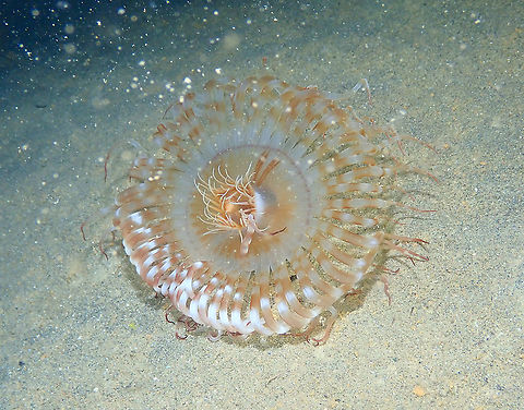 Anemone - possibly Arachnanthus genus Seen during a night dive. Fall,Geotagged,Indonesia