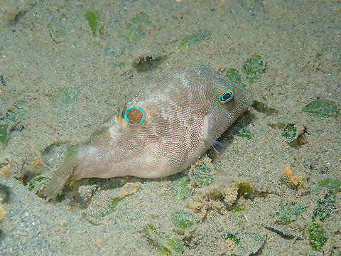 Fingerprint Toby - Canthigaster compressa Sleeping in the sand. Night dive. Canthigaster compressa,Compressed toby,Fall,Geotagged,Indonesia