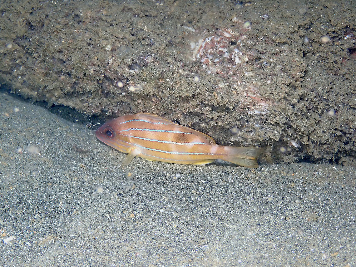 Five-Lined Snapper - Lutjanus quinquelineatus Another sleeping fish found during a night dive. I think it had it spyjamas on (night coloration) as during the day they are more yellow Fall,Five-lined snapper,Geotagged,Indonesia,Lutjanus quinquelineatus