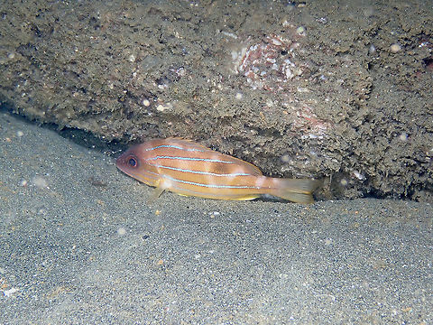 Five-Lined Snapper - Lutjanus quinquelineatus Another sleeping fish found during a night dive. I think it had it spyjamas on (night coloration) as during the day they are more yellow Fall,Five-lined snapper,Geotagged,Indonesia,Lutjanus quinquelineatus