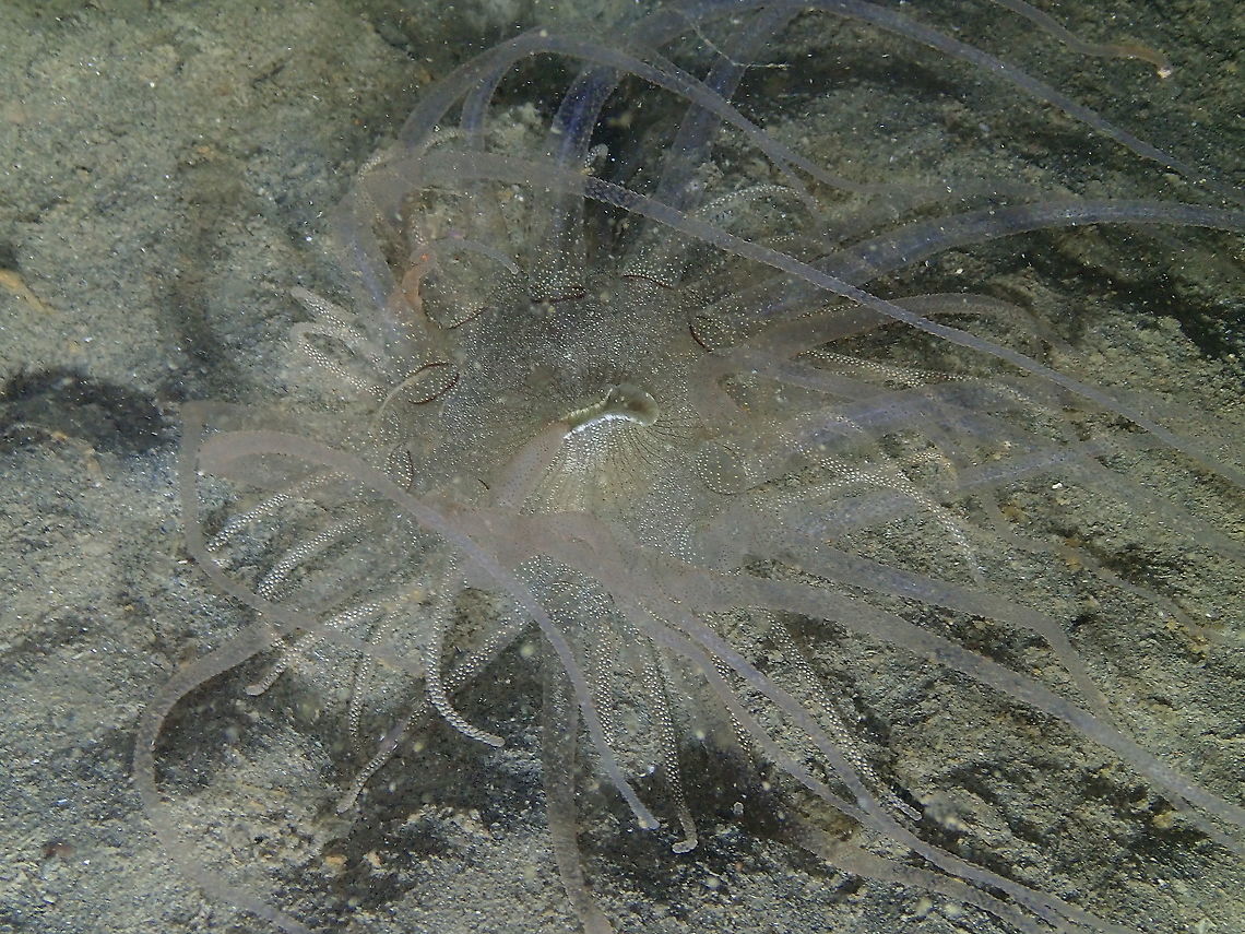 Glass Tentacle Anemone - Dofleinia Another night dive anemone.  Fall,Geotagged,Indonesia
