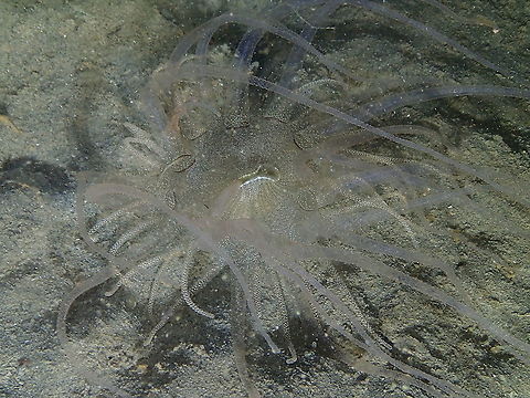 Glass Tentacle Anemone - Dofleinia Another night dive anemone.  Fall,Geotagged,Indonesia