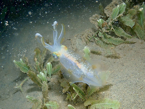 Sepioteuthis lessoniana Night dives are always the best time to observe these beauties :-) Bigfin reef squid,Fall,Geotagged,Indonesia,Sepioteuthis lessoniana