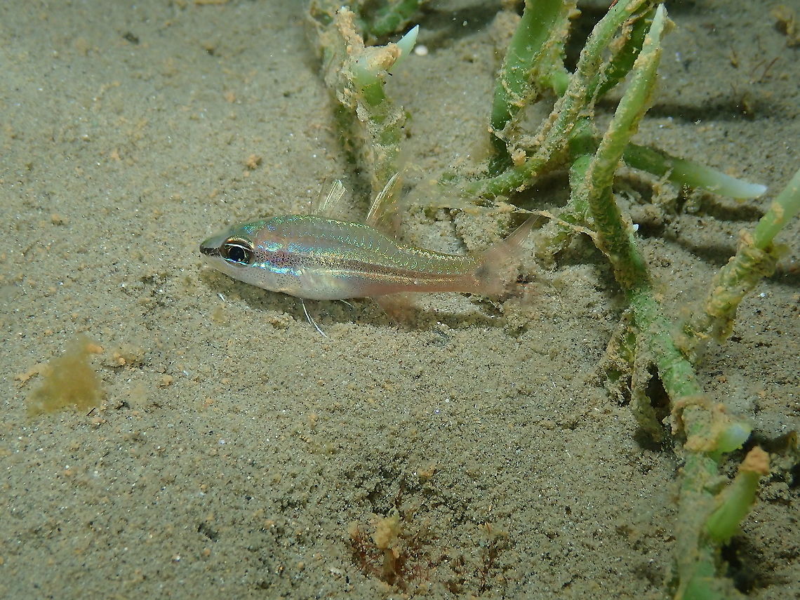 Bridled cardinalfish - Pristiapogon fraenatus Also caught on pyjamas (night coloration) during a night dive. The tail&#039;s blacks spot fades at night. Bridled cardinalfish,Fall,Geotagged,Indonesia,Pristiapogon fraenatus