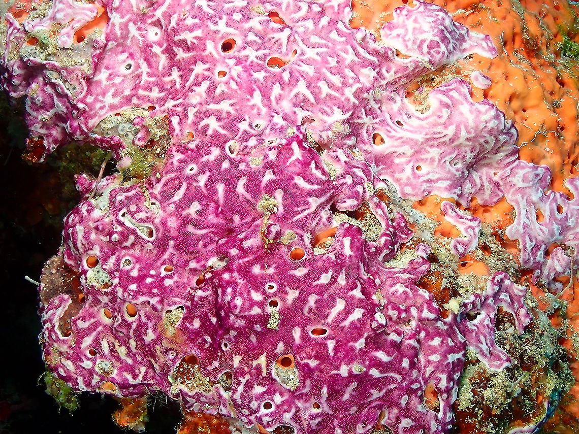 Pink Veined Didemnum - Didemnum membranaceum Seen in crevices of a coral reef wall. Didemnum membranaceum,Fall,Geotagged,Indonesia,Pink Veined Didemnum