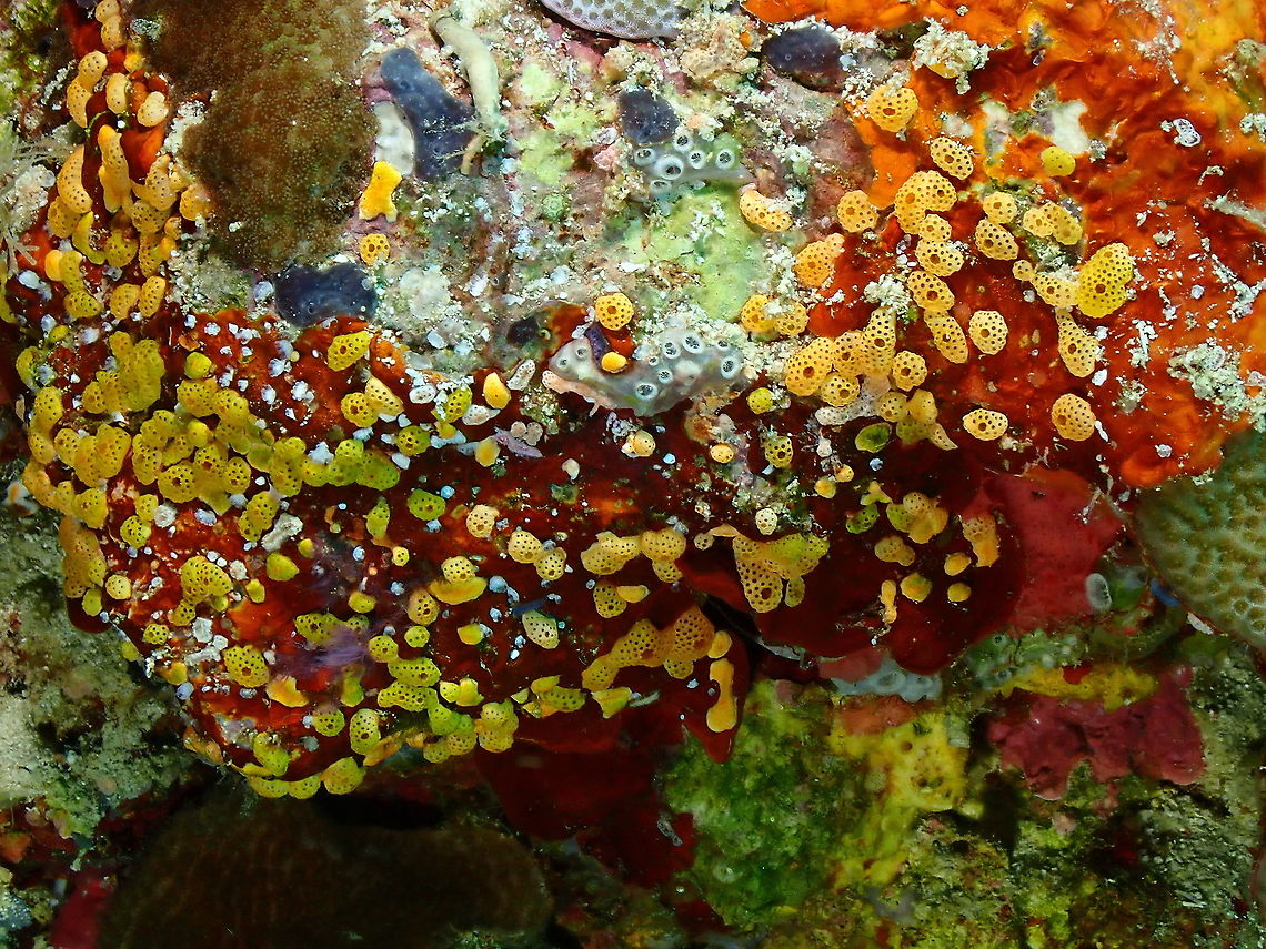 Didemnum sp Looks a lot like the Caribbean Didemnum conchyliatum but I cannot find evidence of this species in the Pacific. Fall,Geotagged,Indonesia