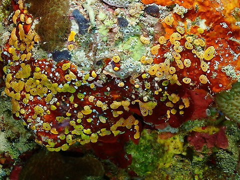 Didemnum sp Looks a lot like the Caribbean Didemnum conchyliatum but I cannot find evidence of this species in the Pacific. Fall,Geotagged,Indonesia