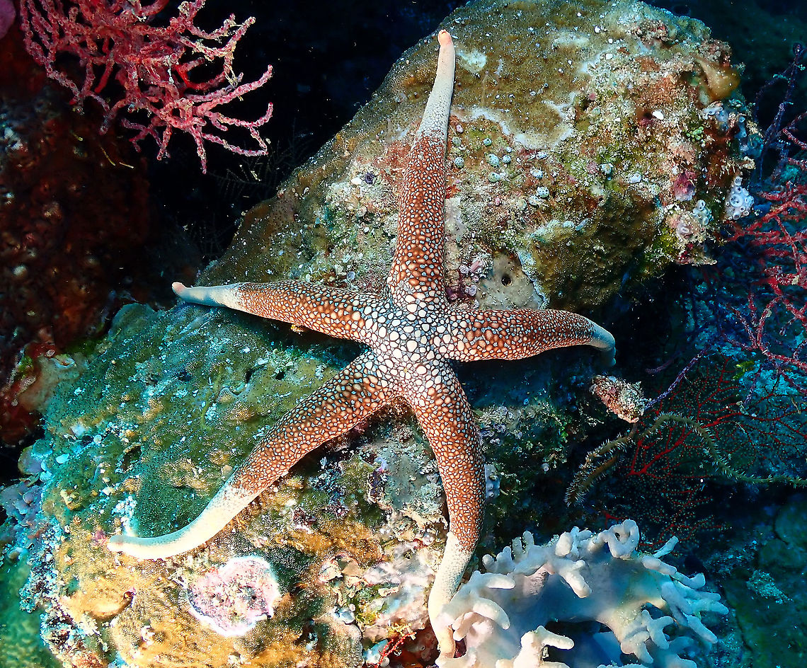 New Caledonian Star - Nardoa novaecaledoniae  Fall,Geotagged,Indonesia,Nardoa novaecaledoniae,New Caledonian Star