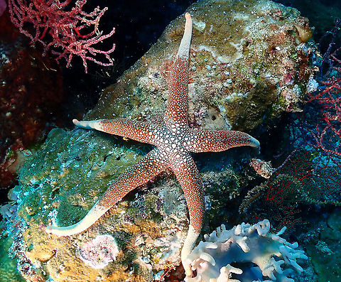 New Caledonian Star - Nardoa novaecaledoniae  Fall,Geotagged,Indonesia,Nardoa novaecaledoniae,New Caledonian Star