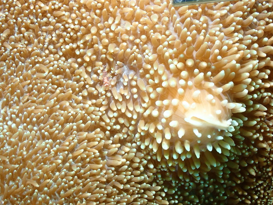 Hidden Corallimorph Shrimp -Pliopontonia furtiva As its name says, very well hidden in the corallimorph Rhodactis sp. Fall,Geotagged,Ghost Shrimp,Indonesia,Pliopontonia furtiva