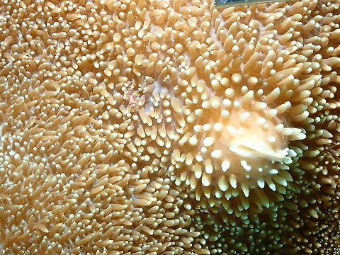 Hidden Corallimorph Shrimp -Pliopontonia furtiva As its name says, very well hidden in the corallimorph Rhodactis sp. Fall,Geotagged,Ghost Shrimp,Indonesia,Pliopontonia furtiva