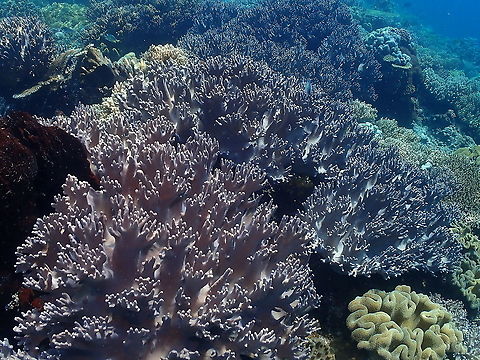 Sinularia gibberosa  Alcyioniidae,Fall,Geotagged,Indonesia,Leather Coral Sinularia gibberosa,Sinularia,Sinularia gibberosa