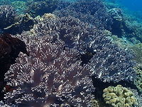 Sinularia gibberosa  Alcyioniidae,Fall,Geotagged,Indonesia,Leather Coral Sinularia gibberosa,Sinularia,Sinularia gibberosa
